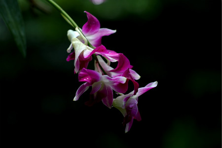 石斛兰怎么繁殖养