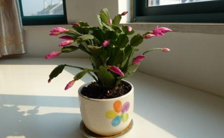 蟹爪兰老是不长怎么办