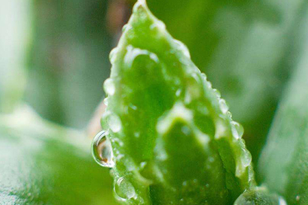 芦荟用什么水浇最好