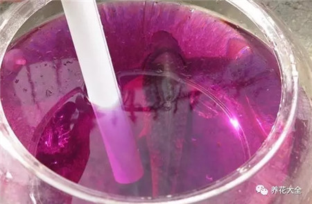 水培花卉为什么会烂根