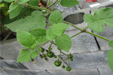 白英的功效与作用及图片