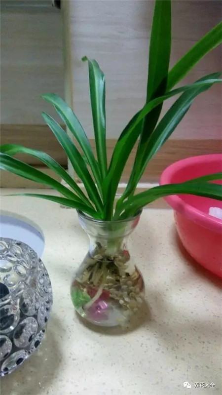 水培花卉为什么会烂根