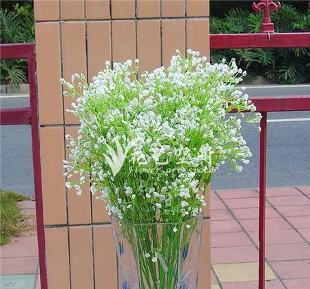 满天星插花艺术图片