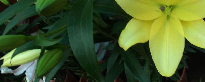 百合盆栽冬天会冻死吗