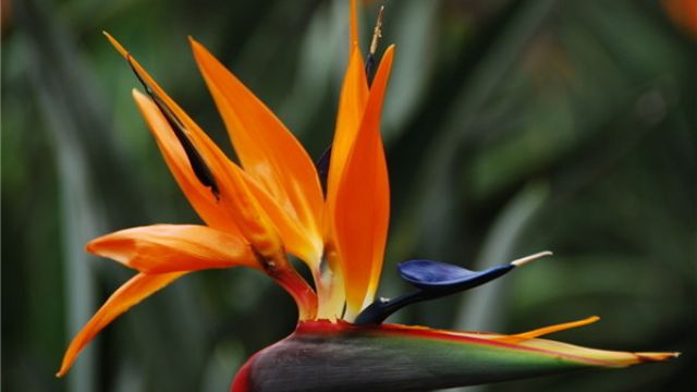 鹤望兰的养殖方法和注意事项(鹤望兰的养殖方法和注意事项视频)