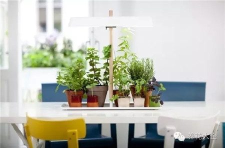 厨房摆什么花有利健康