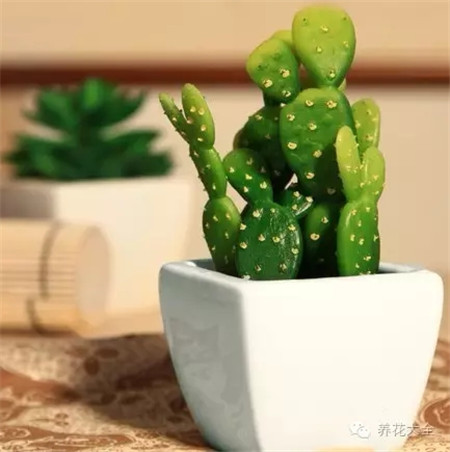 厨房摆什么花有利健康