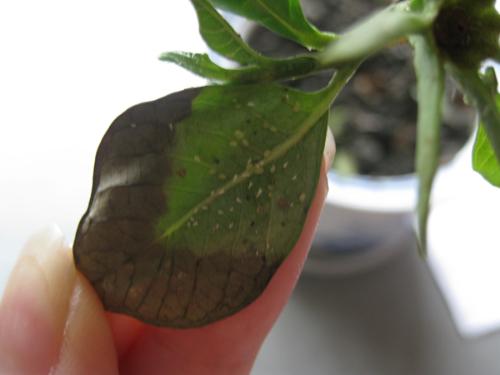 栀子花常见虫害及防治办法有哪些