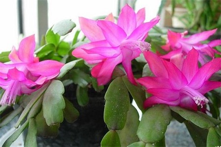 蟹爪兰什么时候开花结果