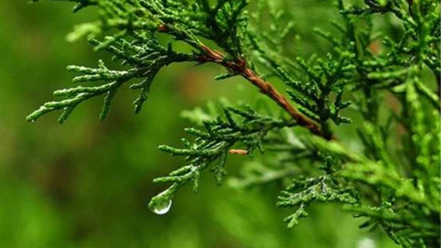 侧柏叶的功效与作用(侧柏叶煮水洗头的功效)