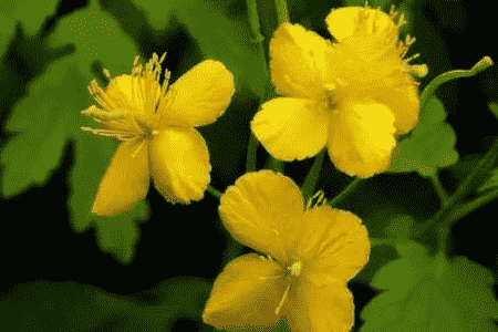 白屈菜的作用和功效与作用