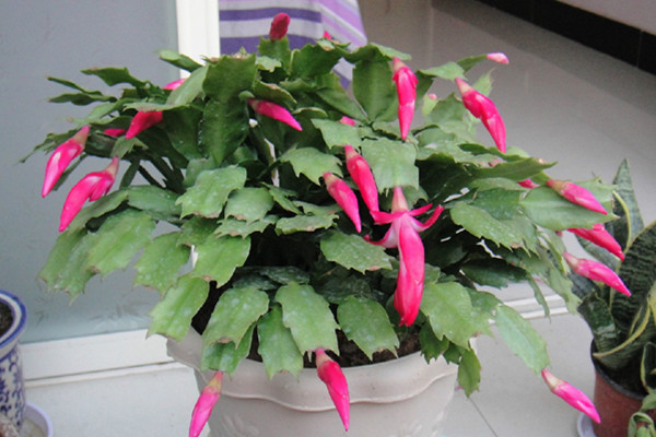 蟹爪兰不长怎么办(蟹爪兰老是不长怎么办)