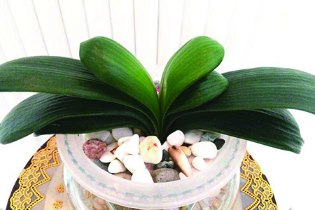 君子兰可以水培吗图片