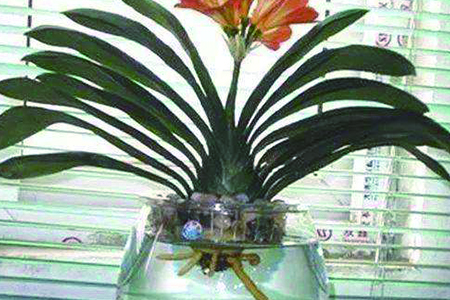 君子兰可以水培吗图片