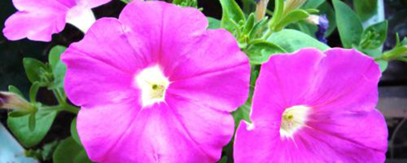 矮牵牛可以水培吗牵牛花水培注意事项(矮牵牛小苗可以淋雨吗)