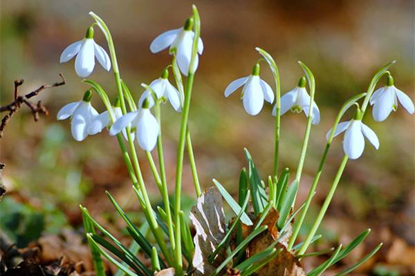 雪滴花的繁殖方式(雪滴花怎么种)