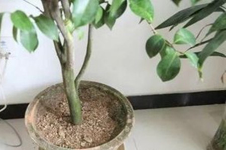 茶花的叶子干硬脱落什么原因呢