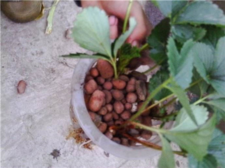 草莓水培种植技术