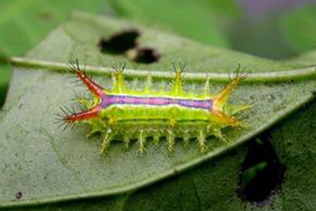 一串红常见病虫害