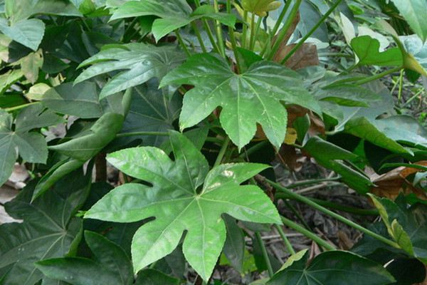 八角金盘有毒吗(八角金盘容易得什么病)