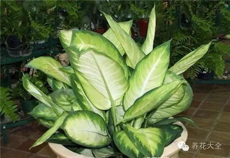 厨房摆什么花有利健康