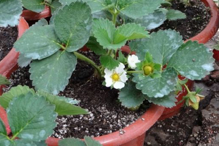 大棚草莓施肥方案什么时候施肥最好