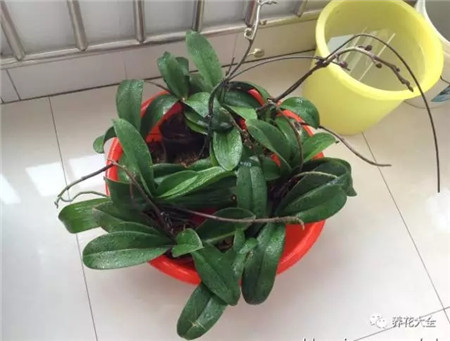 过年了买鲜花放家里说说