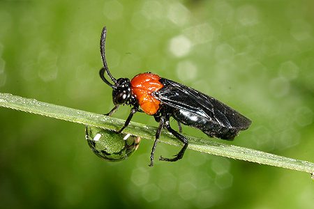 一串红常见病虫害