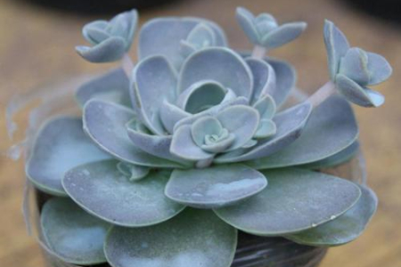 多肉侧芽怎么移栽