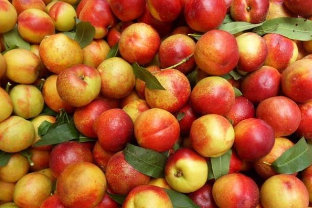 油桃不能跟什么一起吃吃油桃有什么营养(油桃不能和什么一起吃 吃油桃禁忌须知)