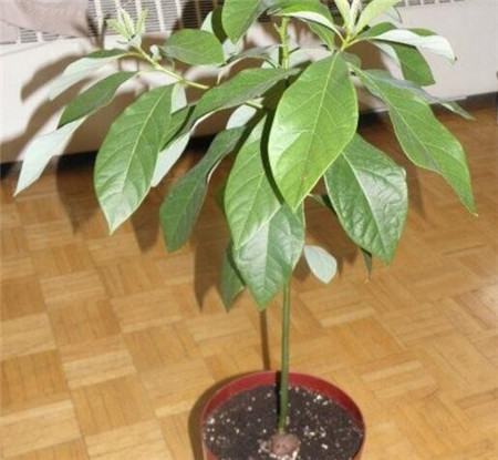 牛油果的修剪方法