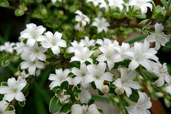 六月雪的功效与作用(六月雪的功效与作用主治)