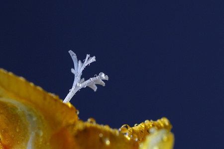 香雪兰不开花怎么办视频