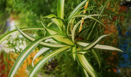 银边吊兰花图片