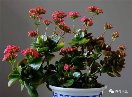 过年了买鲜花放家里说说