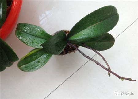 过年了买鲜花放家里说说