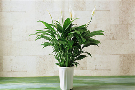 怎样浇好盆花定根水施肥