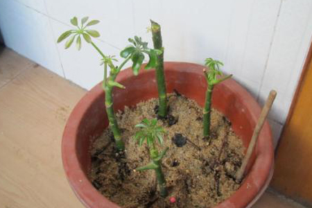 鹅掌木怎样扦插