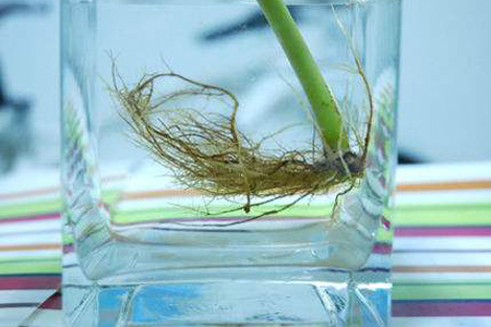 鹅掌木怎样扦插