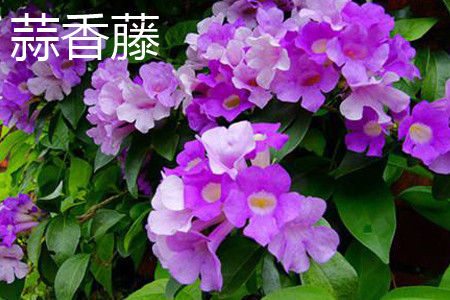 飘香藤和蒜香藤的区别是什么