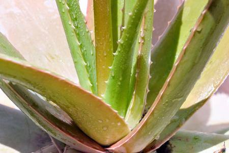 芦荟用什么水浇最好