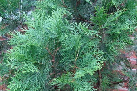 侧柏叶煮水洗头的功效