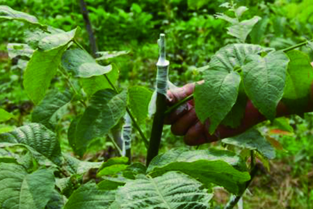 嫁接果树的最佳时间表