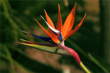 鹤望兰的养殖方法和注意事项视频