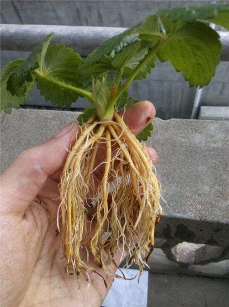 草莓水培种植技术