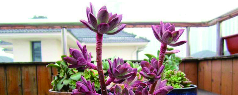 多肉红稚莲的养殖方法(多肉红稚莲的养殖方法和技巧)