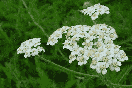 西洋蓍草的养殖方法和注意事项视频