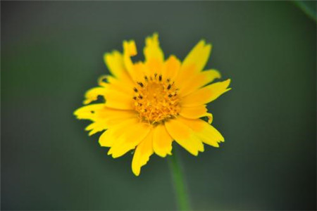 太阳花和向日葵的区别在哪里