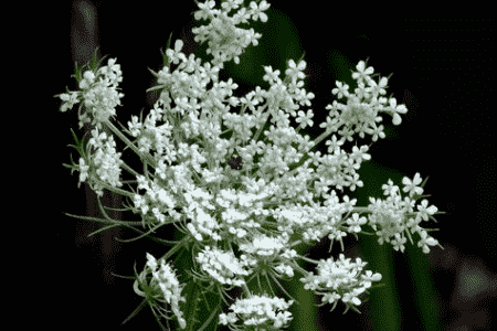 西洋蓍草的养殖方法和注意事项视频