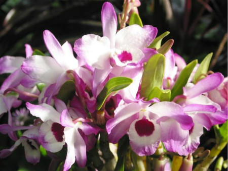 石斛兰怎么繁殖养